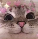 kitty