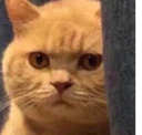 cat_yekyahorha Discord emoji