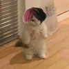 peep_cat Discord emoji