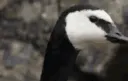 wait_wha
