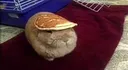 pancakerabbit