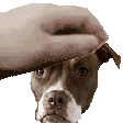 PetTheDaisy