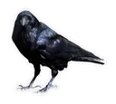 crowe