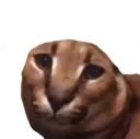 flopanoear