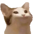 wowcat
