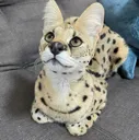 loaf5
