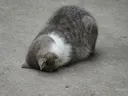 urgh urgh