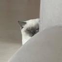Cat_Sneak