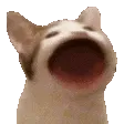 PopCat