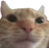 GatoO_Aber