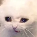Sad Catto SadCatto Discord Emoji
