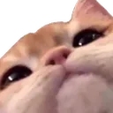 saucycat