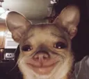 chihuaaa