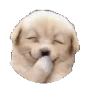 doggiggleanimated