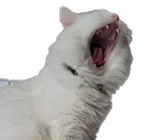 catchowyawn