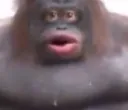 monkey