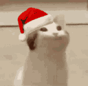 santapogcat Discord Emoji