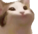 hyperpogcat