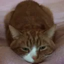 Cat Tired Cat_tired Discord Emoji