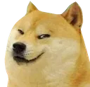 dogsus