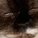 Cat Dead CatDead Discord Emoji