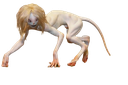 kesha Discord emoji