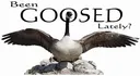 Goose