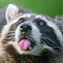 raccoonCrazy