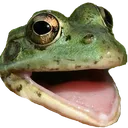 frogchamp