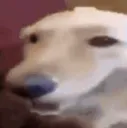buddadog