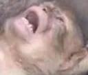 WBMonkeyPain