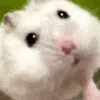 hambye