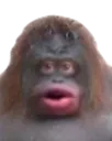 monke