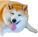 bigdog3