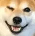 dogewink