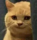 creepcatto