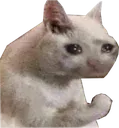 SadderCat
