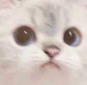 smolconcern