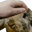 PETTHEBUN