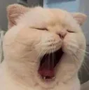 AP_catyawn AP_catyawn