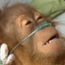 MonkDed