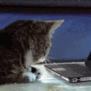 AP_catPOG Discord Emoji