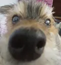 sniffsnoff