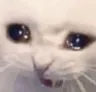 cattear