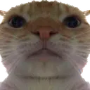 Cat Face Discord Emoji