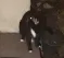 lars_cat