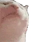 jammer_cat jammer_cat