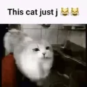 thiscatjustj