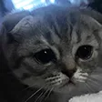 sadcat