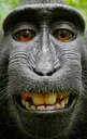 monkesmile